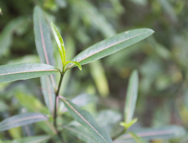 马剑茶多少钱一斤-寻找最优质的茶叶