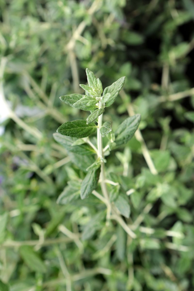 喝猫须草肾茶的禁忌：你必须知道的5个事项