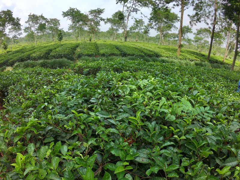 广东省茶科所：推动广东茶产业发展的领军