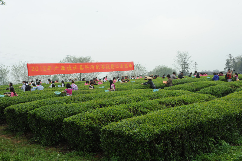 六安茶城在哪？探索中国茶文化的重镇