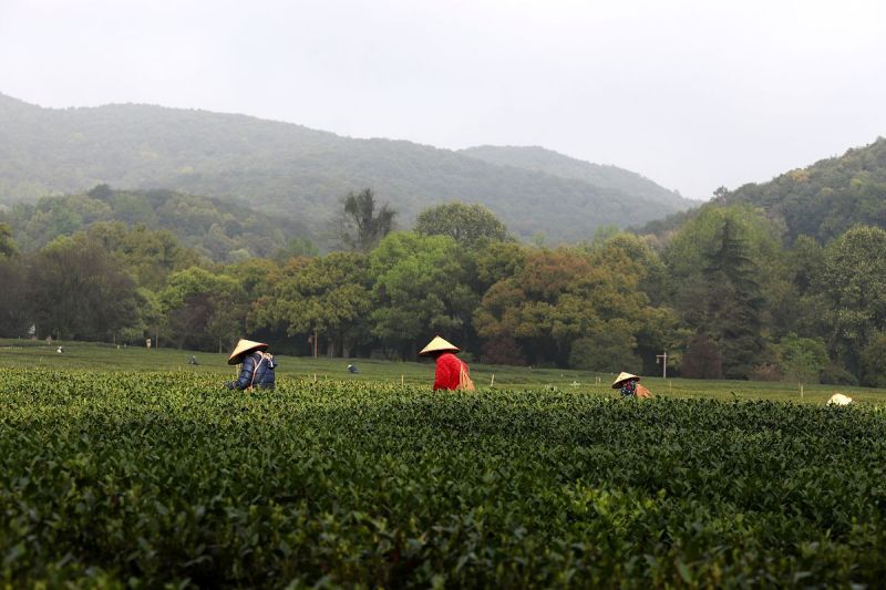 西湖牌茶叶百度百科：一场悠长的品茶之旅