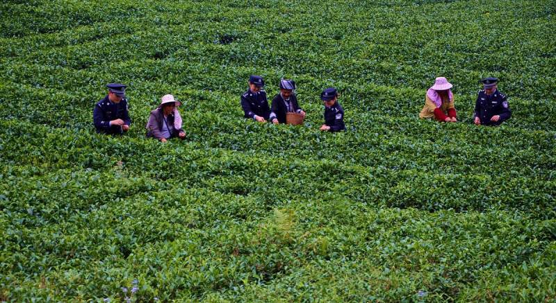 中国邮政可以寄茶叶到国外吗：规定、费用、运输方式详解