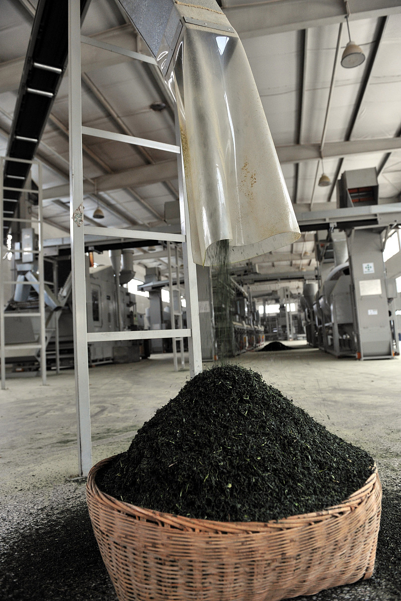 深入了解黑茶制茶工艺：如何制作一杯口感独特的黑茶