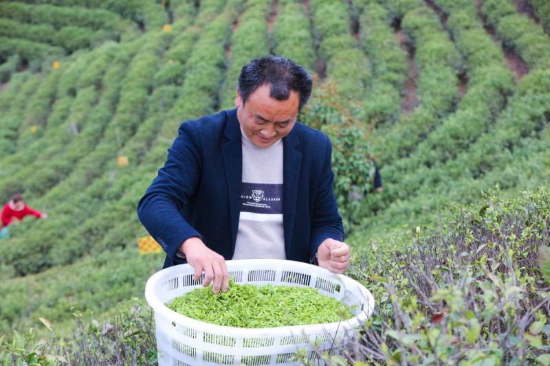 黄山区茶叶局局长- 守护优质茶叶产业发展的精神领袖