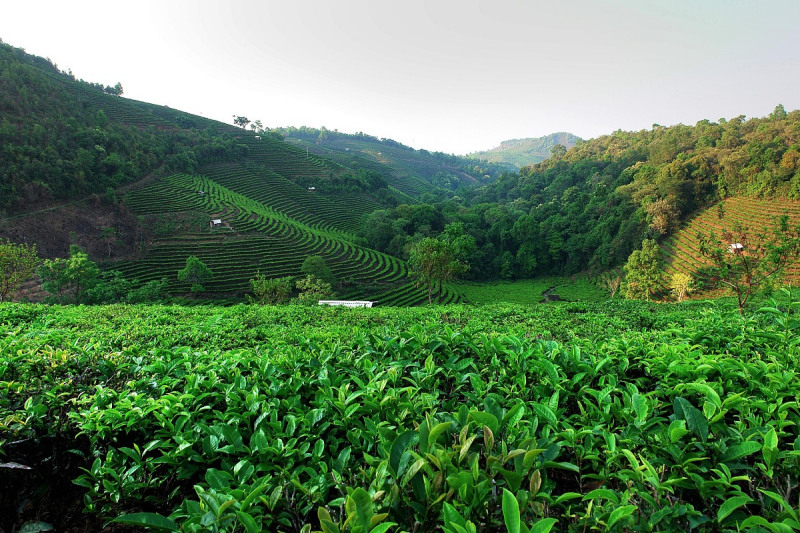 西双版纳是普洱茶之乡吗？了解西双版纳的茶文化
