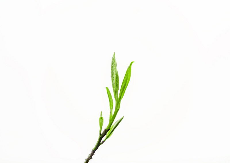 茶中含有什么物质：健康好处与科学解析