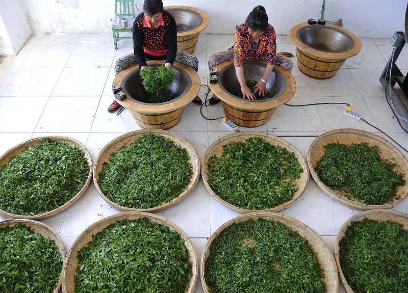 张家界野生莓茶：保健利器与自然之旅
