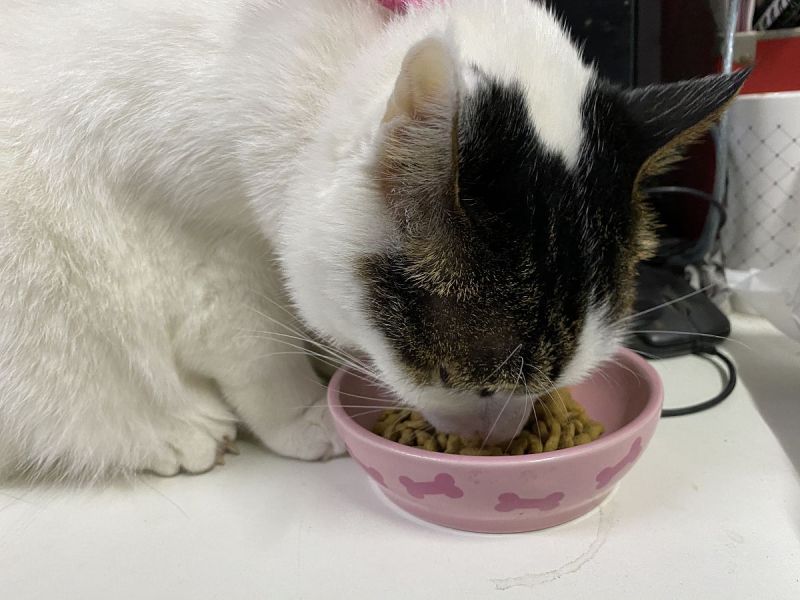 猫吃茶叶蛋有没有事？探讨关于猫吃茶叶蛋的疑虑