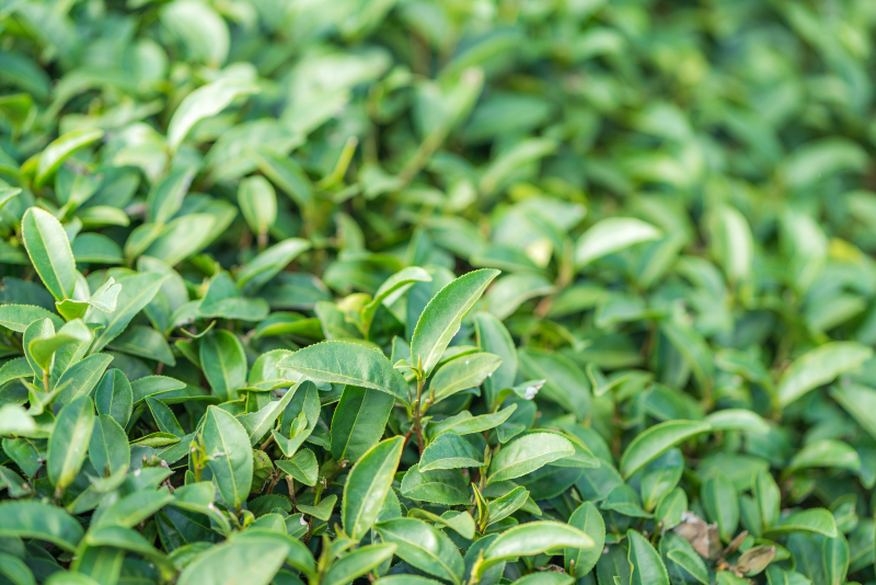 茶叶种植方法：手工采摘的绝佳选择