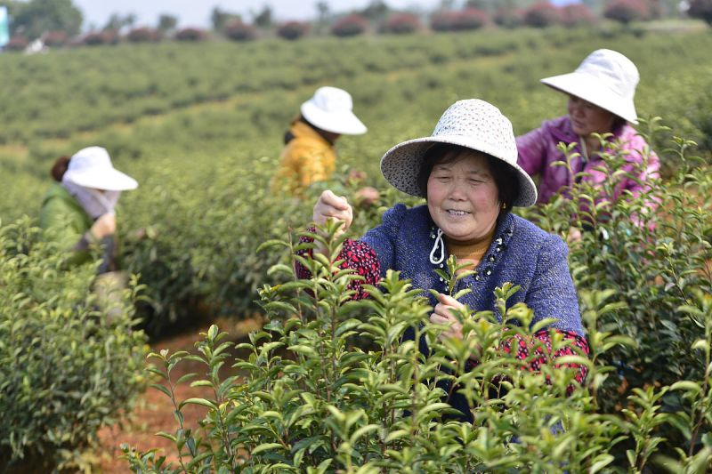 质优价廉的宣城茶机生产厂家，带您领略浓香的茶艺