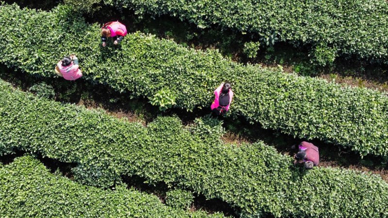 明前茶是几月份：探索一年四季中的最佳采摘时间