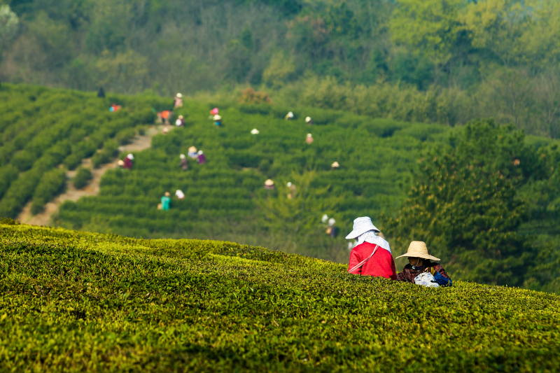 最近摘茶的地方是哪里？——探寻中国的新鲜茶叶之旅