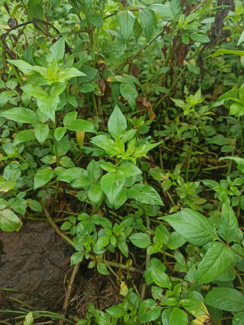仙草茶的副作用：究竟有多大影响？