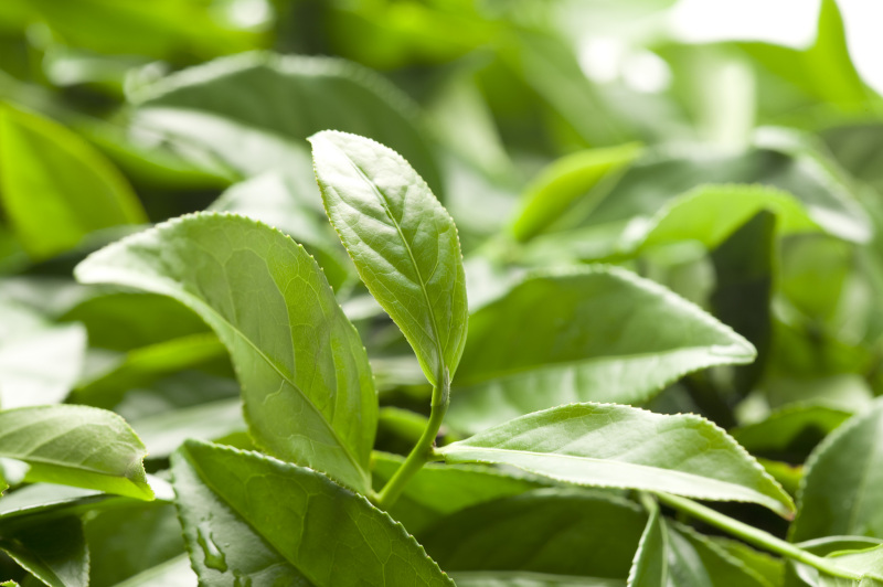 一片叶子泡一杯茶：暖身、养生与文化的完美结合