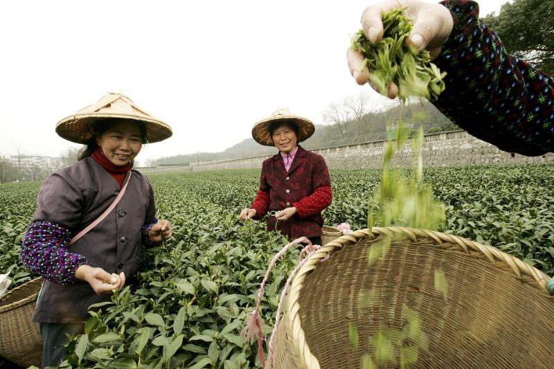 茶生长在哪里：茶叶产地介绍