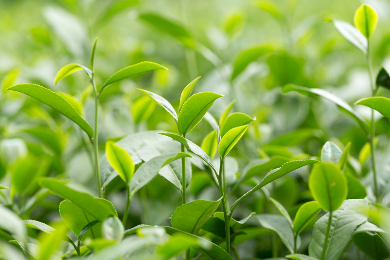 皇茶是什么意思？了解中国皇家文化的茶叶