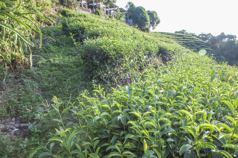 柑普茶是什么 - 一种独特的茶叶品种