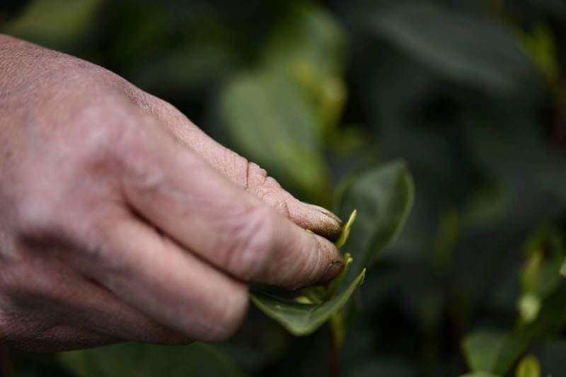 虫咬茶是什么茶：颠覆传统的茶叶文化