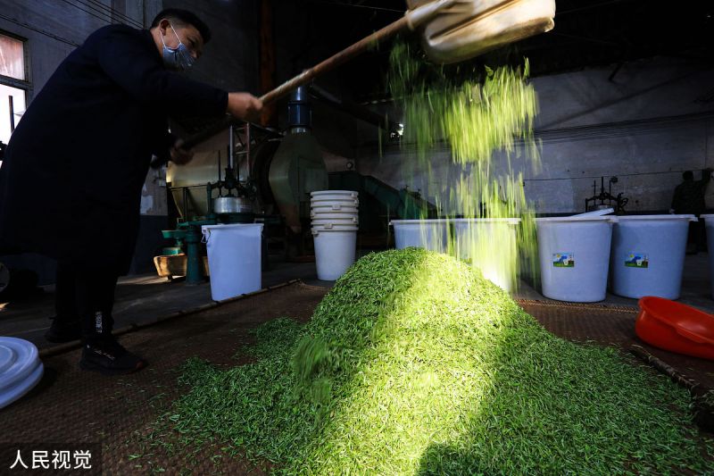 蒙顶甘露制茶工艺：丰富茶香和口感的秘诀