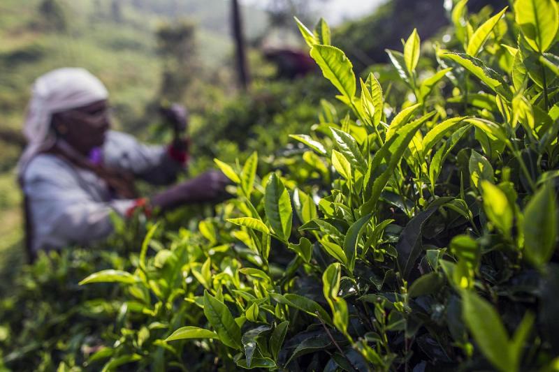 世界茶产量排名：全球茶叶巨头你知道多少？