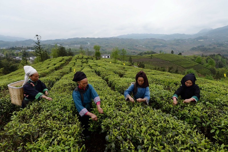 荞坝贡茶价格：解析高山名茶荞坝贡茶的价格及其背后的故事