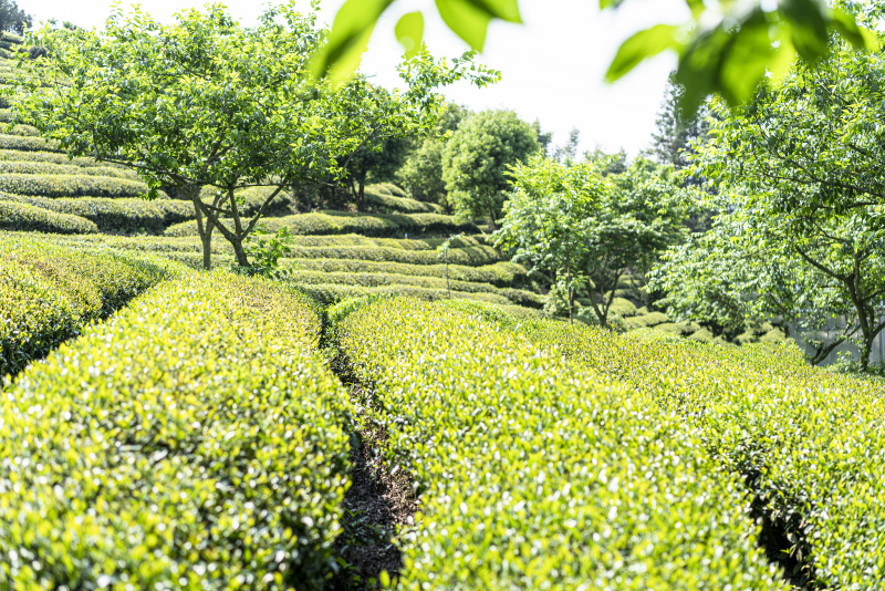 龙井茶来历传说：揭开中国古老名茶的神秘面纱