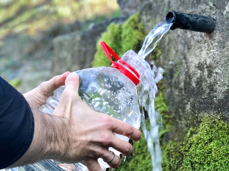 如何正确泡制芽尖茶