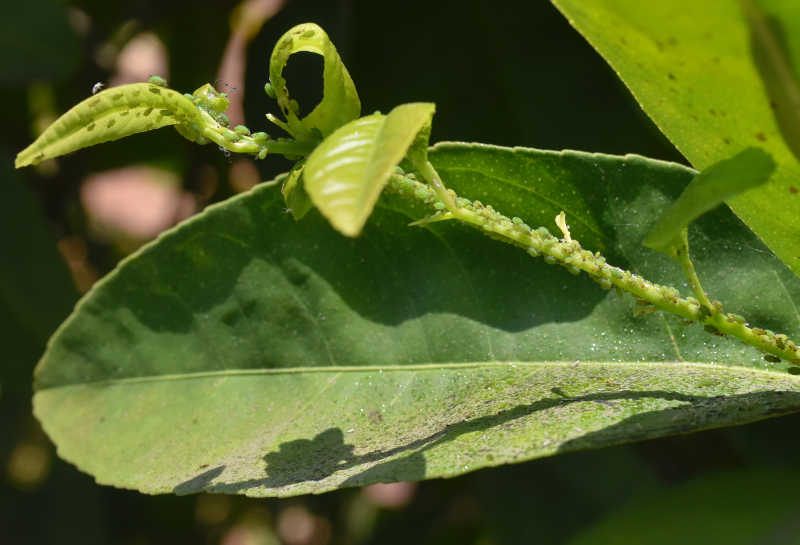 茶小绿叶蝉用什么农药？解析茶园害虫防治