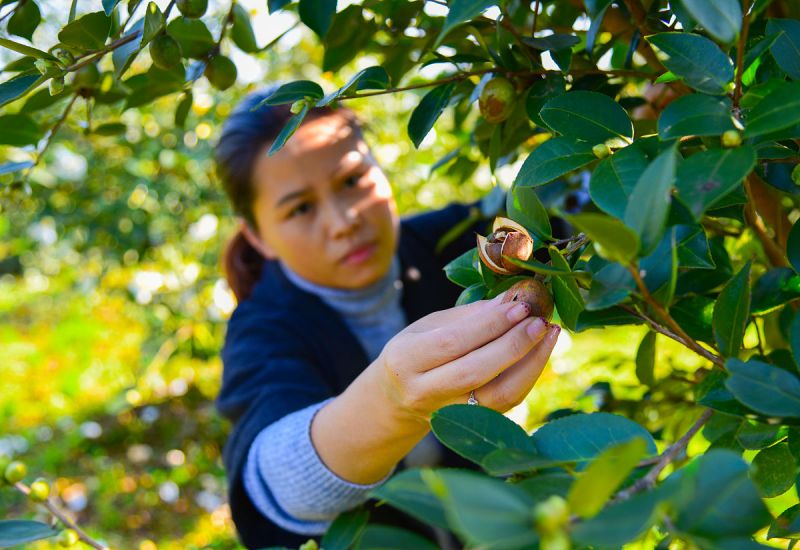 金茶花如何制成茶 - 制茶专家揭示制茶方法