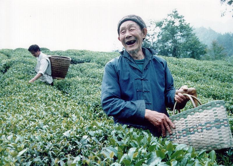 富硒茶的功效与作用及禁忌- 保护身体健康的神奇饮品